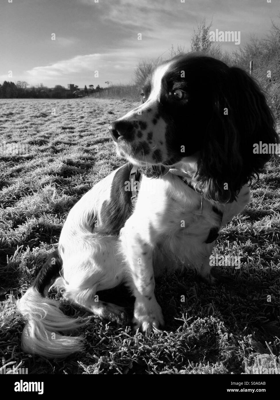 Springer spaniel - Immagine stock catturata con smartphone
