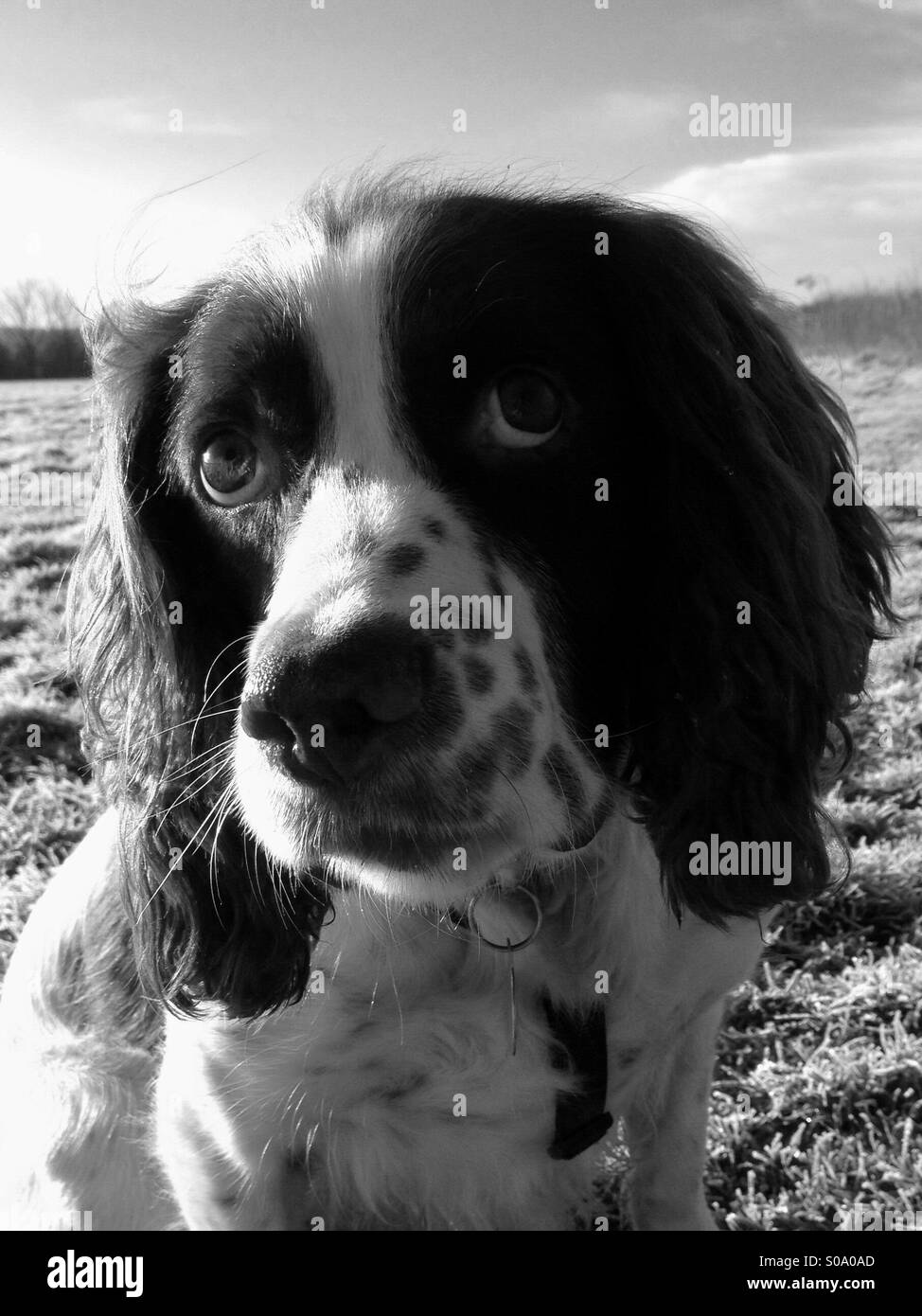 Springer spaniel - Immagine stock catturata con smartphone
