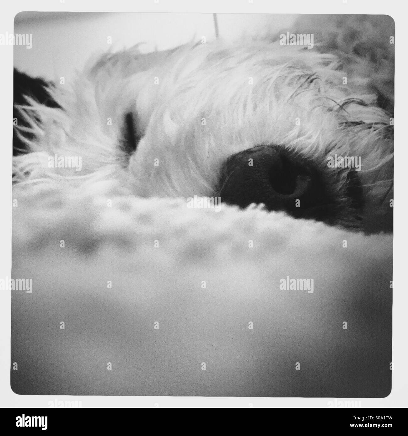 Una bionda labradoodle cucciolo di cane dorme. - Immagine stock catturata con smartphone