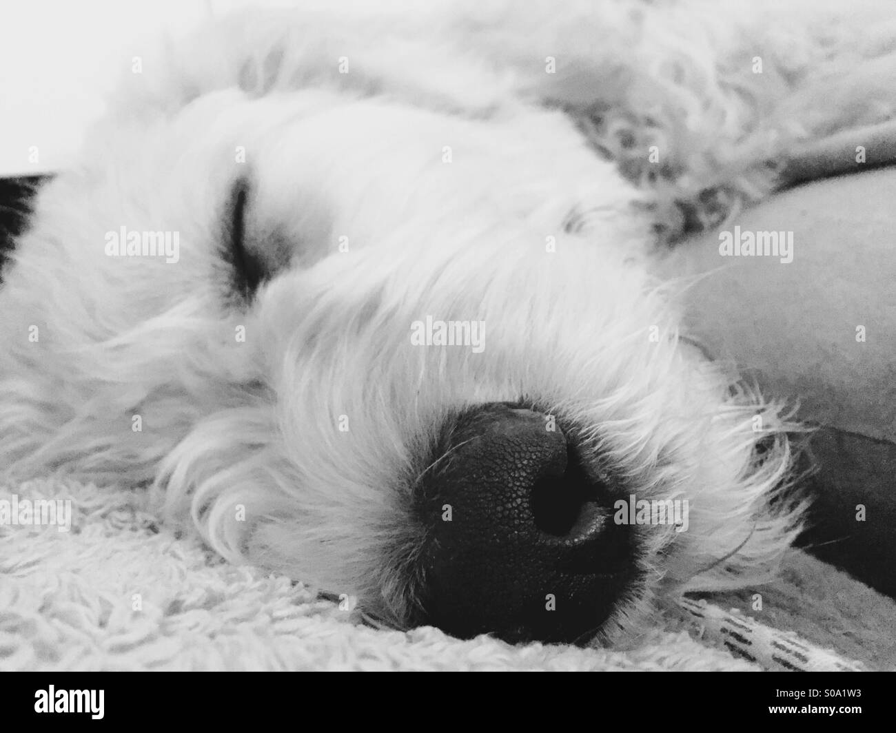 Un cucciolo labradoodle dormendo. - Immagine stock catturata con smartphone