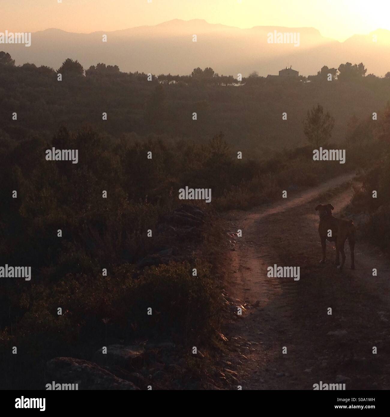 Tramonto a piedi nella campagna spagnola con femmina cane boxer, Tivissa, provincia di Tarragona Catalogna Foto Stock