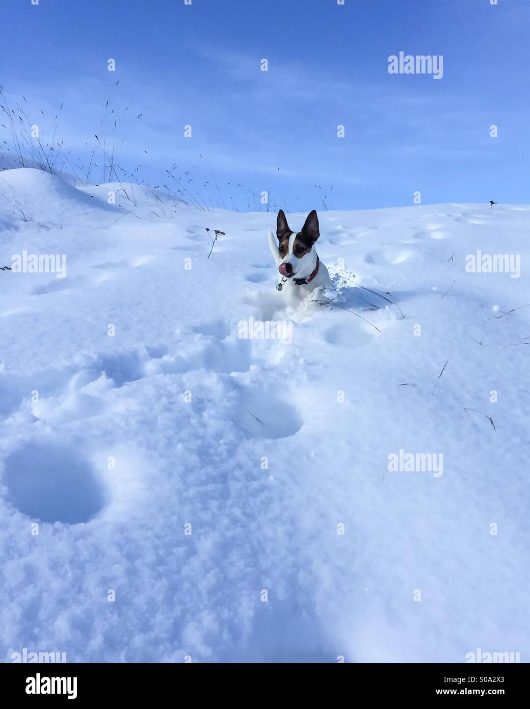 Cane storming giù per una collina innevate in una giornata di sole. - Immagine stock catturata con smartphone