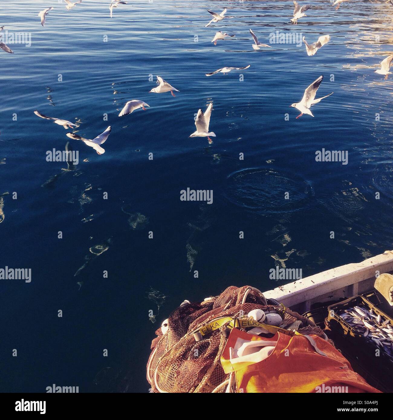 Gabbiani volare intorno alla barca da pesca Foto Stock