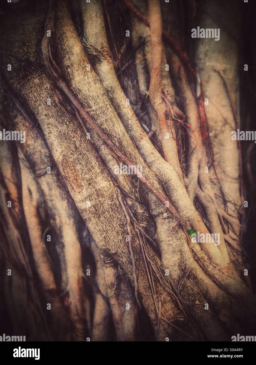 Banyan Tree trunk. - Immagine stock catturata con smartphone