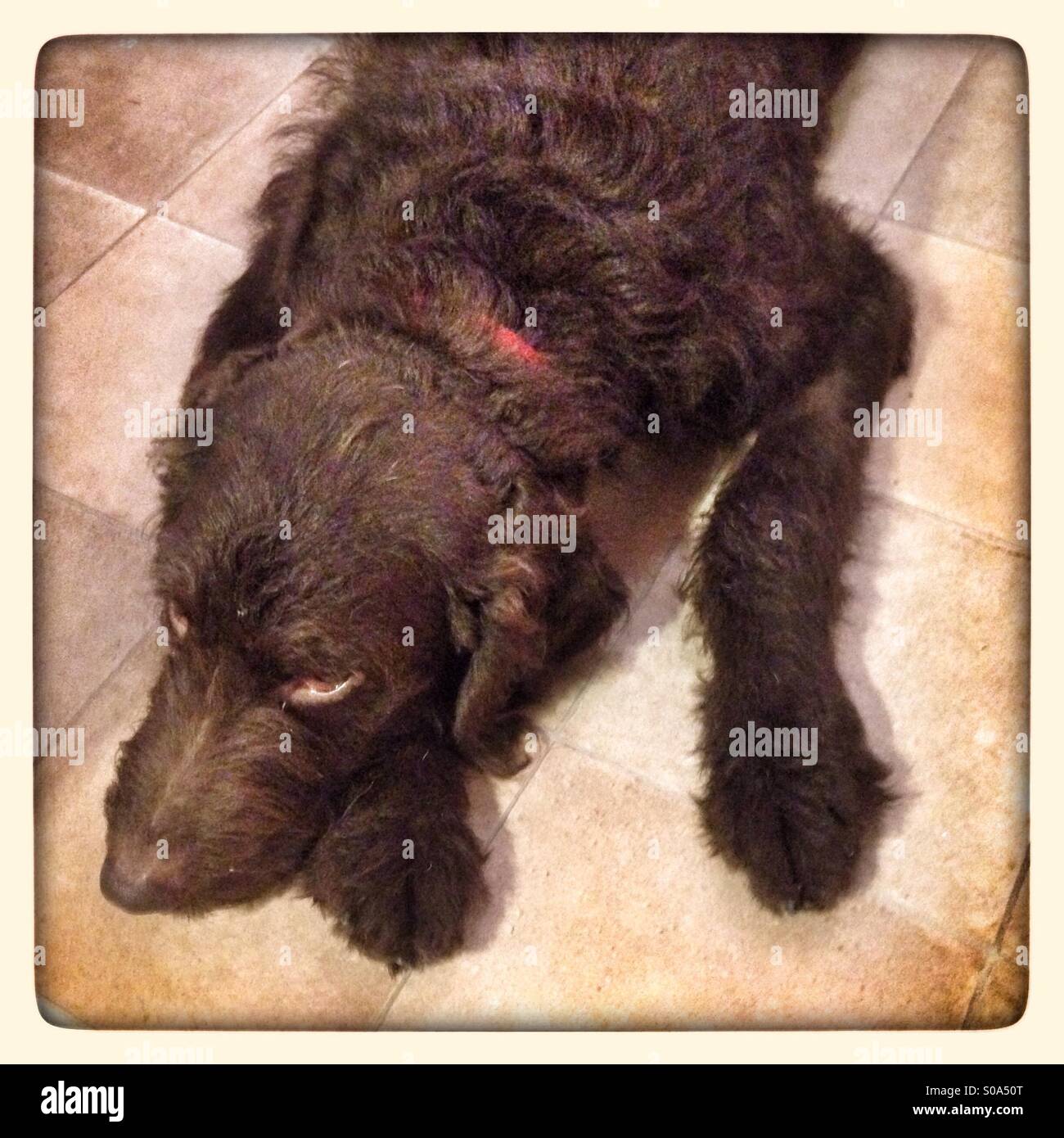 Labradoodle cucciolo di cane Foto Stock