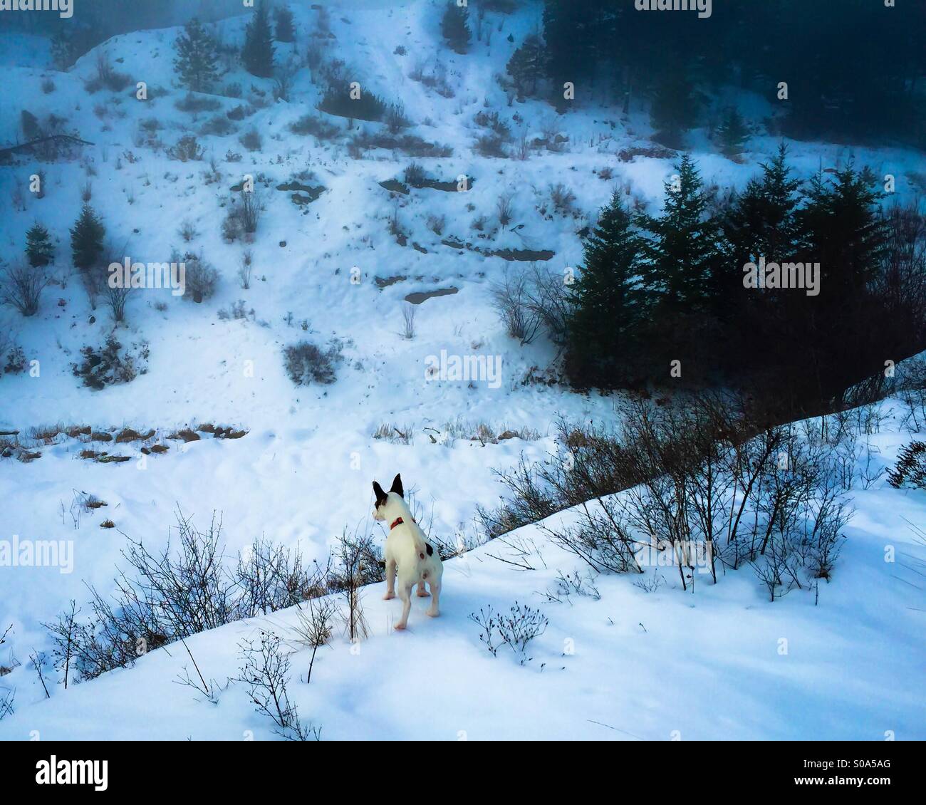 Cane sul bordo del pendio nevoso, guardando in lontananza. - Immagine stock catturata con smartphone