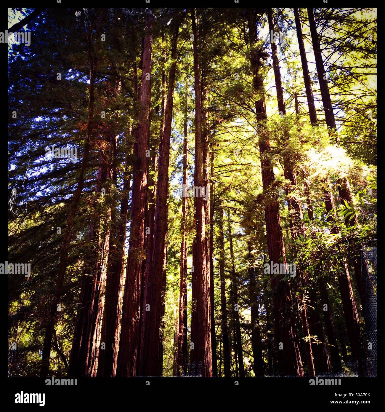 California Redwoods. Santa Cruz County, California, Stati Uniti d'America Foto Stock