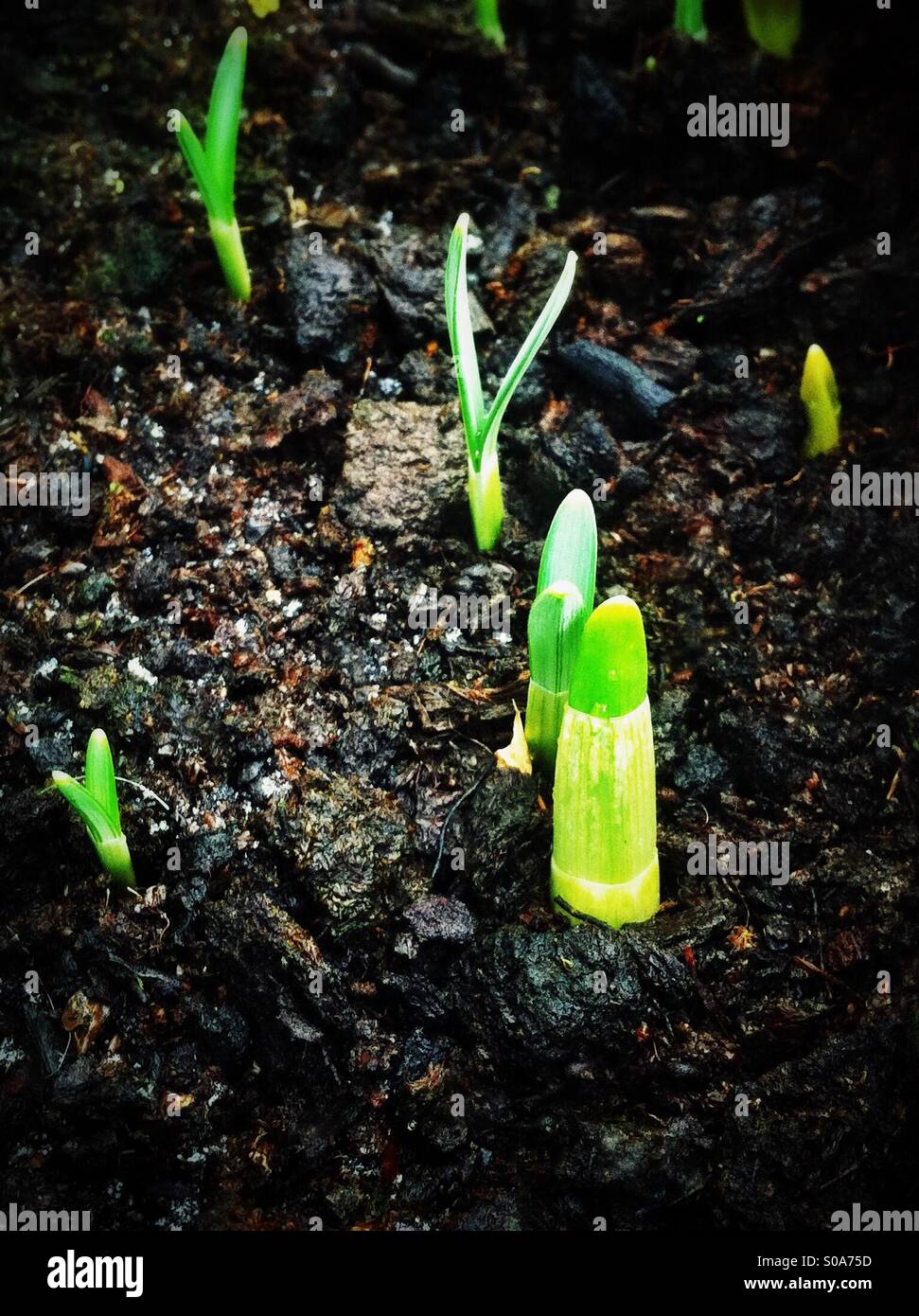 Daffodil e snowdrop germogli nel giardino in inverno England Regno Unito Foto Stock