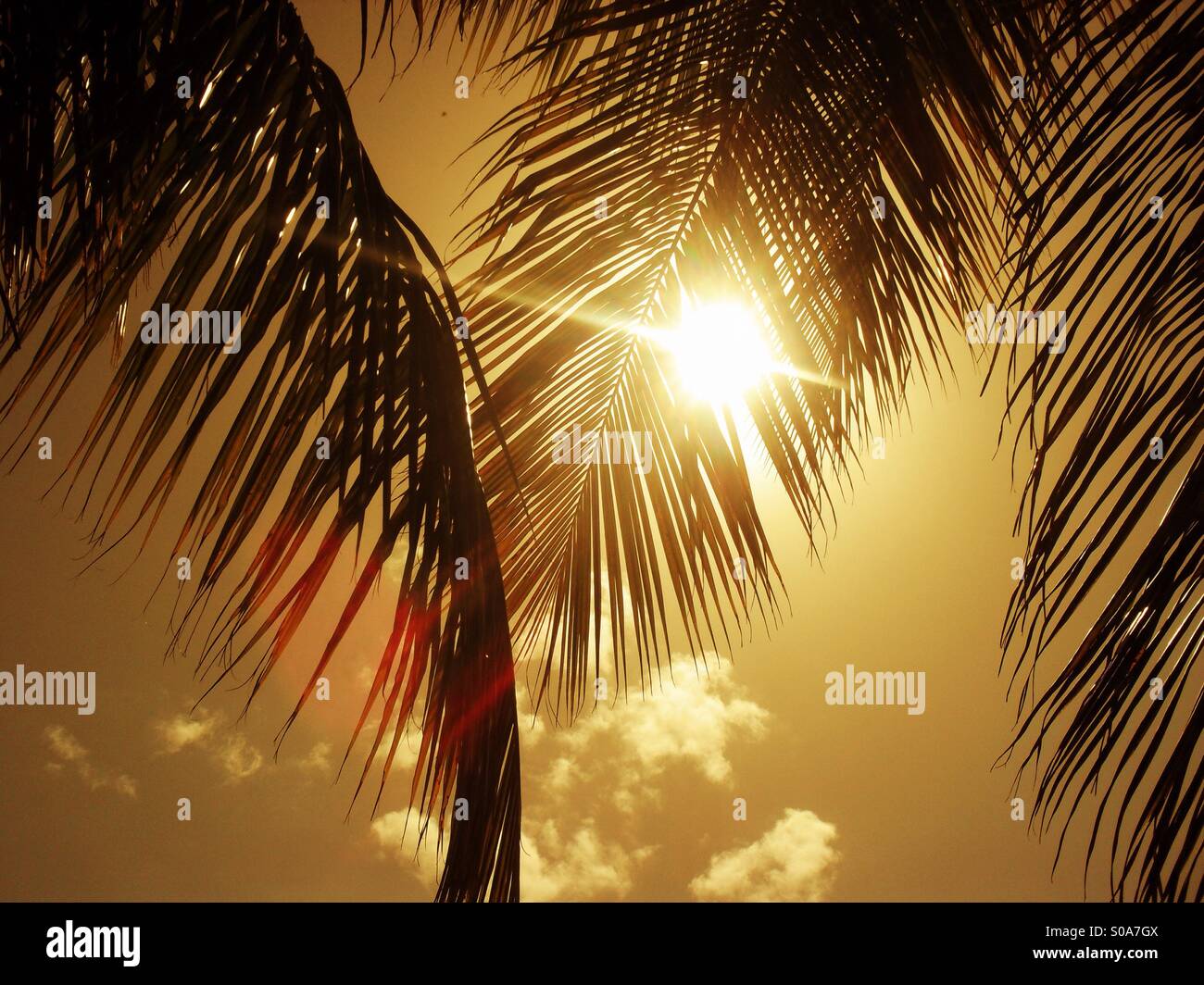 Palm tree nel sole dei Caraibi Foto Stock