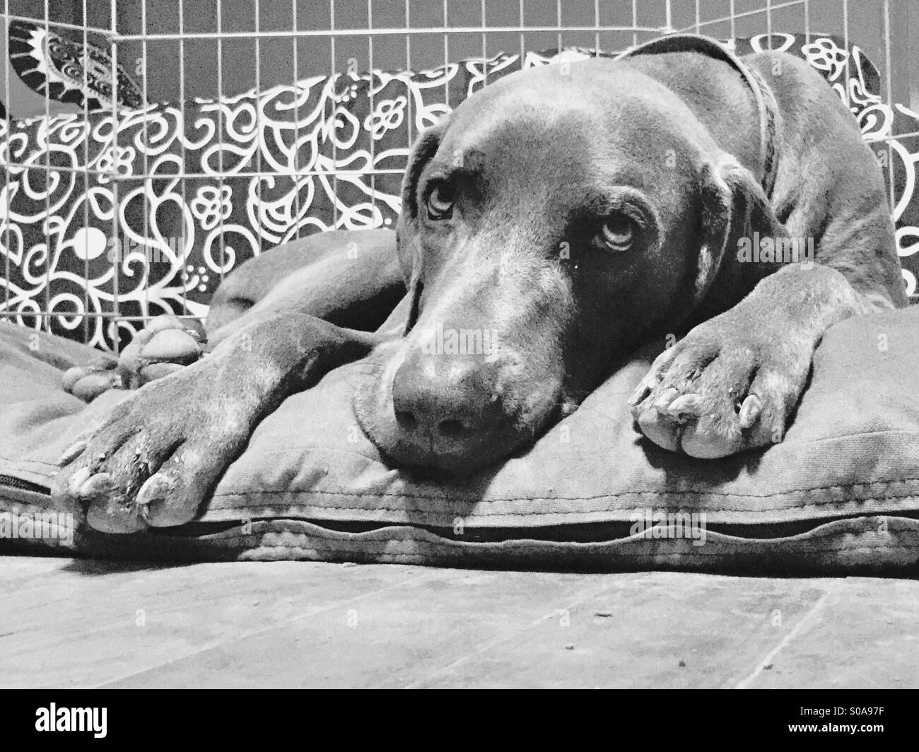 Weimaraner "in the doghouse' e guardando triste Foto Stock