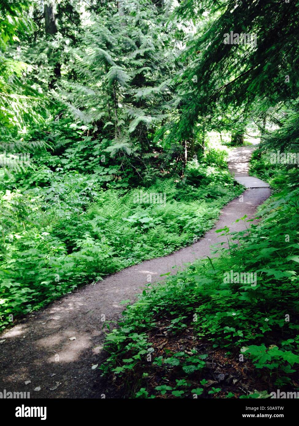 Il percorso attraverso la foresta Foto Stock