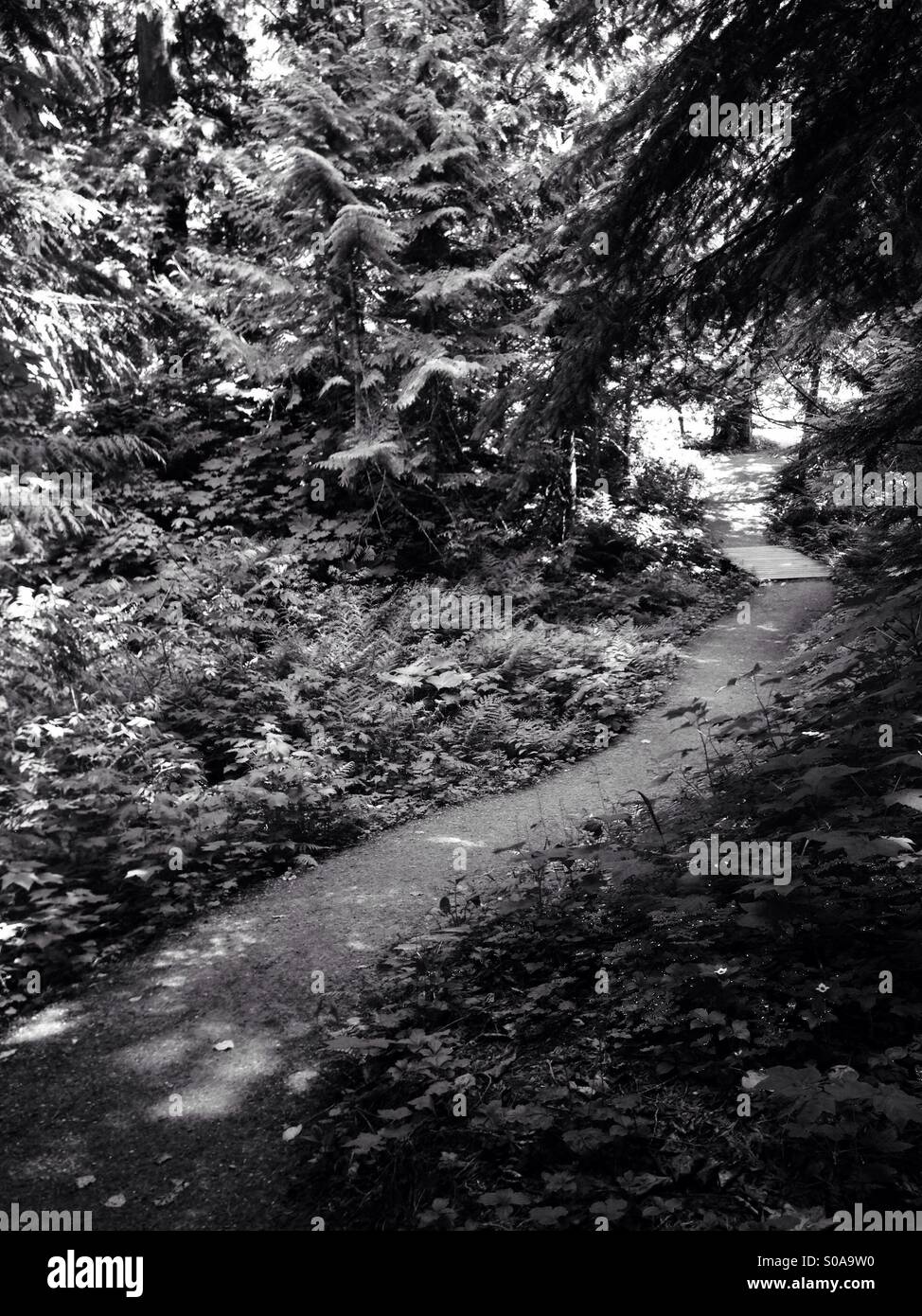Il percorso attraverso la foresta in bianco e nero Foto Stock