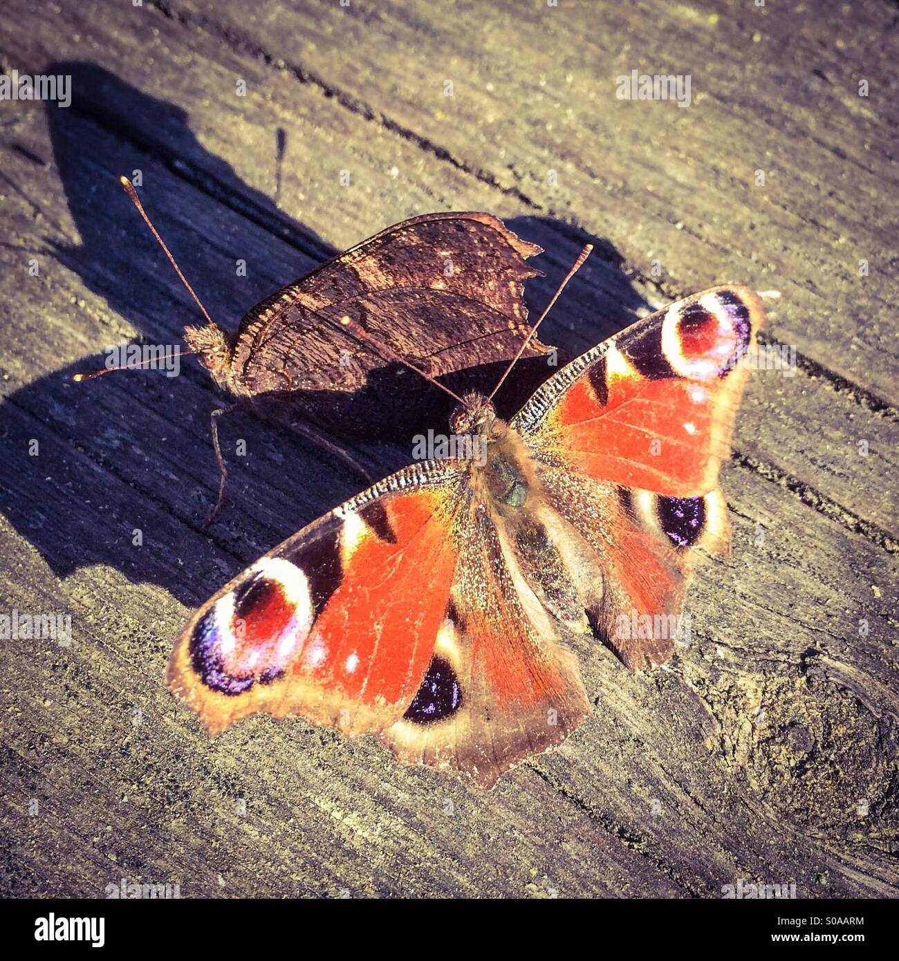 Due farfalle cercando di mate Foto Stock