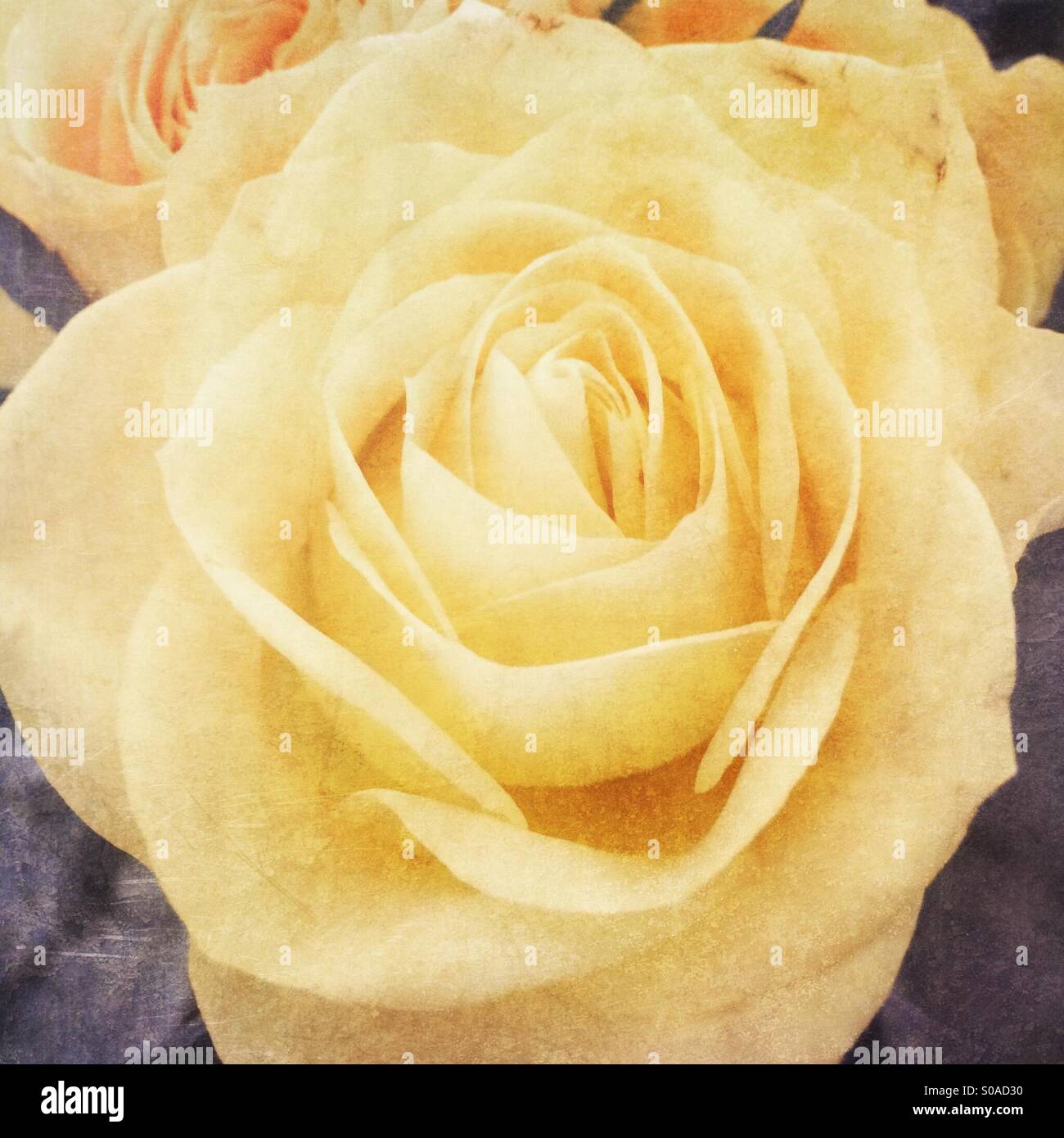 Rosa gialla fiore Foto Stock