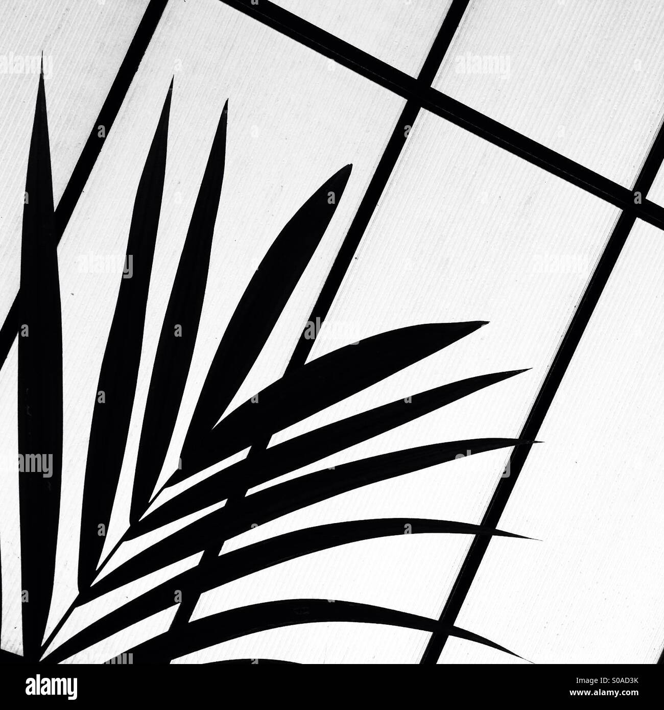 Silhouette di Palm impianto contro Sky Light. Foto Stock
