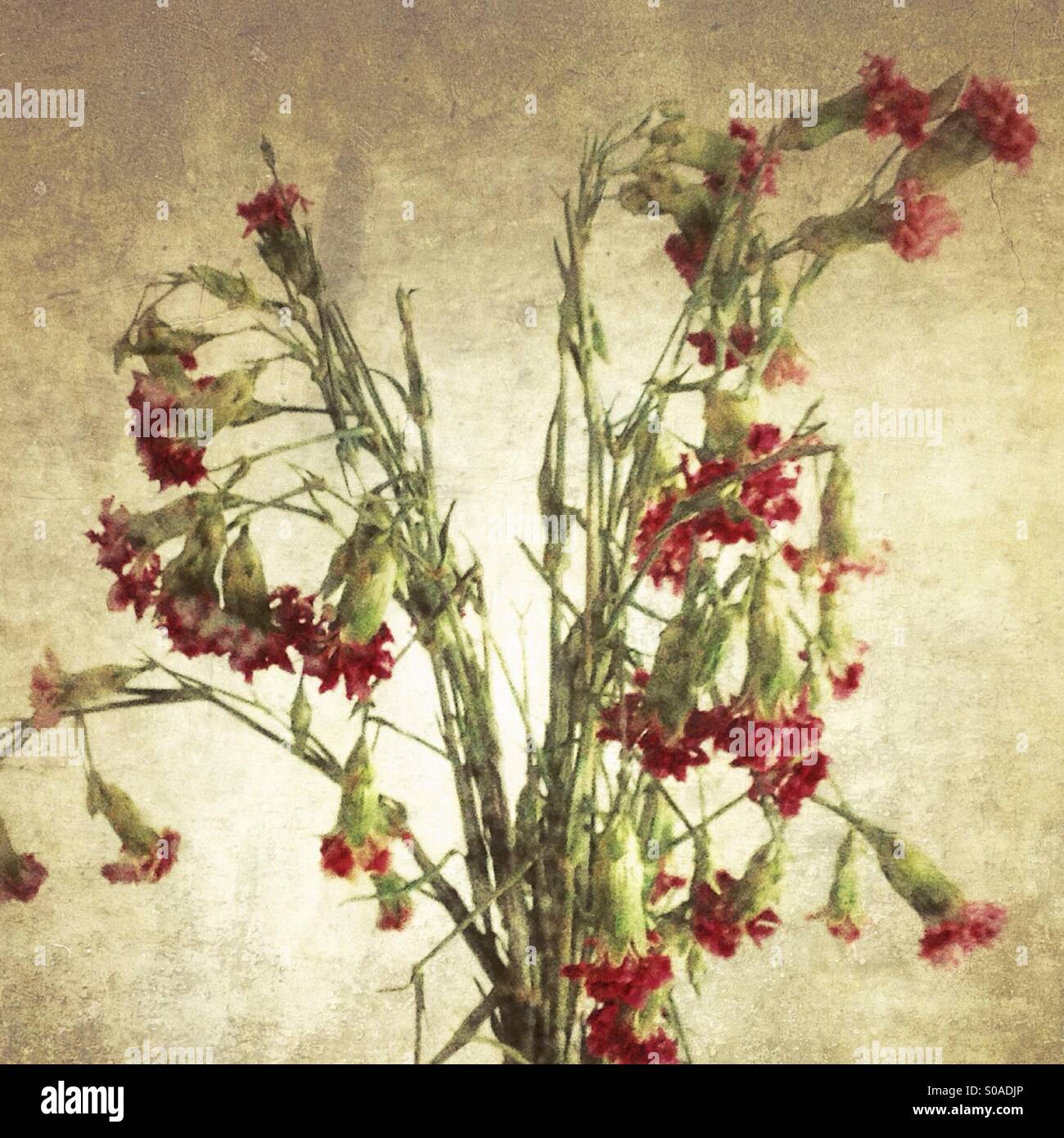 Fiori di morti immagini e fotografie stock ad alta risoluzione Alamy