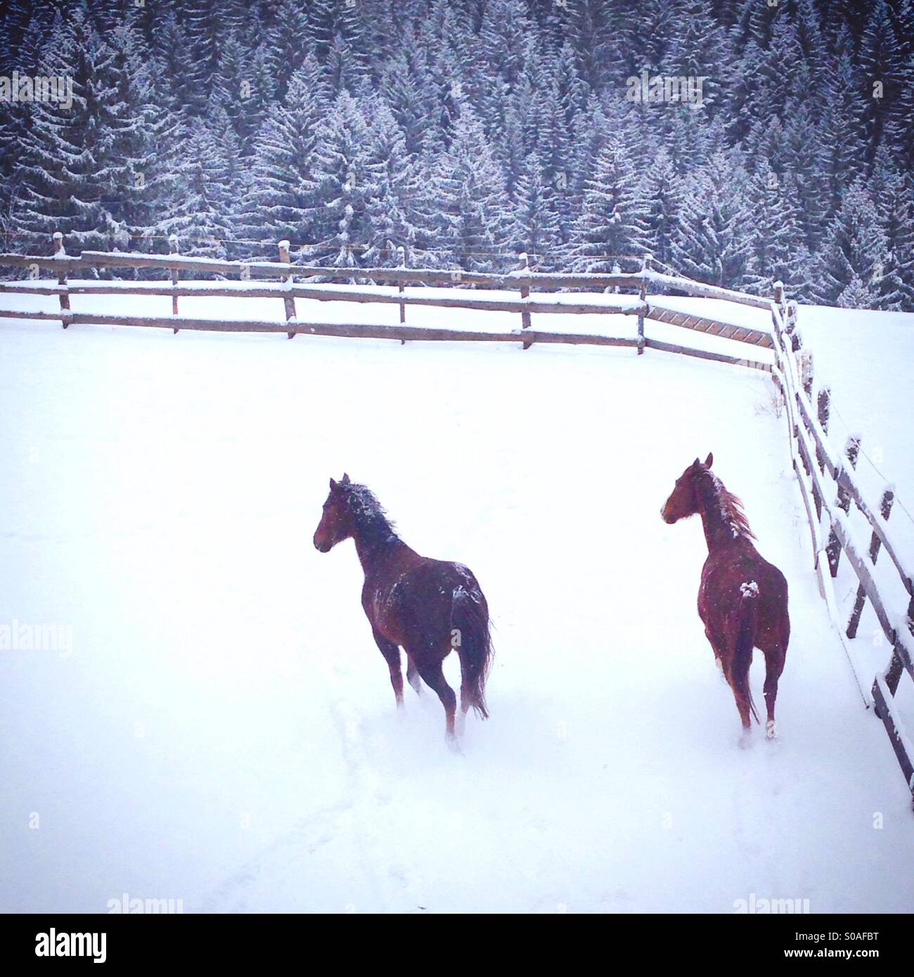 Due cavalli in esecuzione nella neve - Immagine stock catturata con smartphone