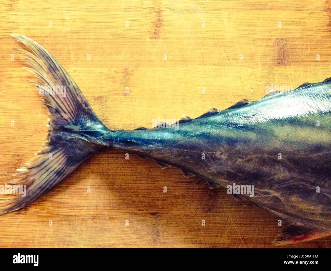 Tonno blu coda di pesce sulla tavola di legno sfondo Foto Stock