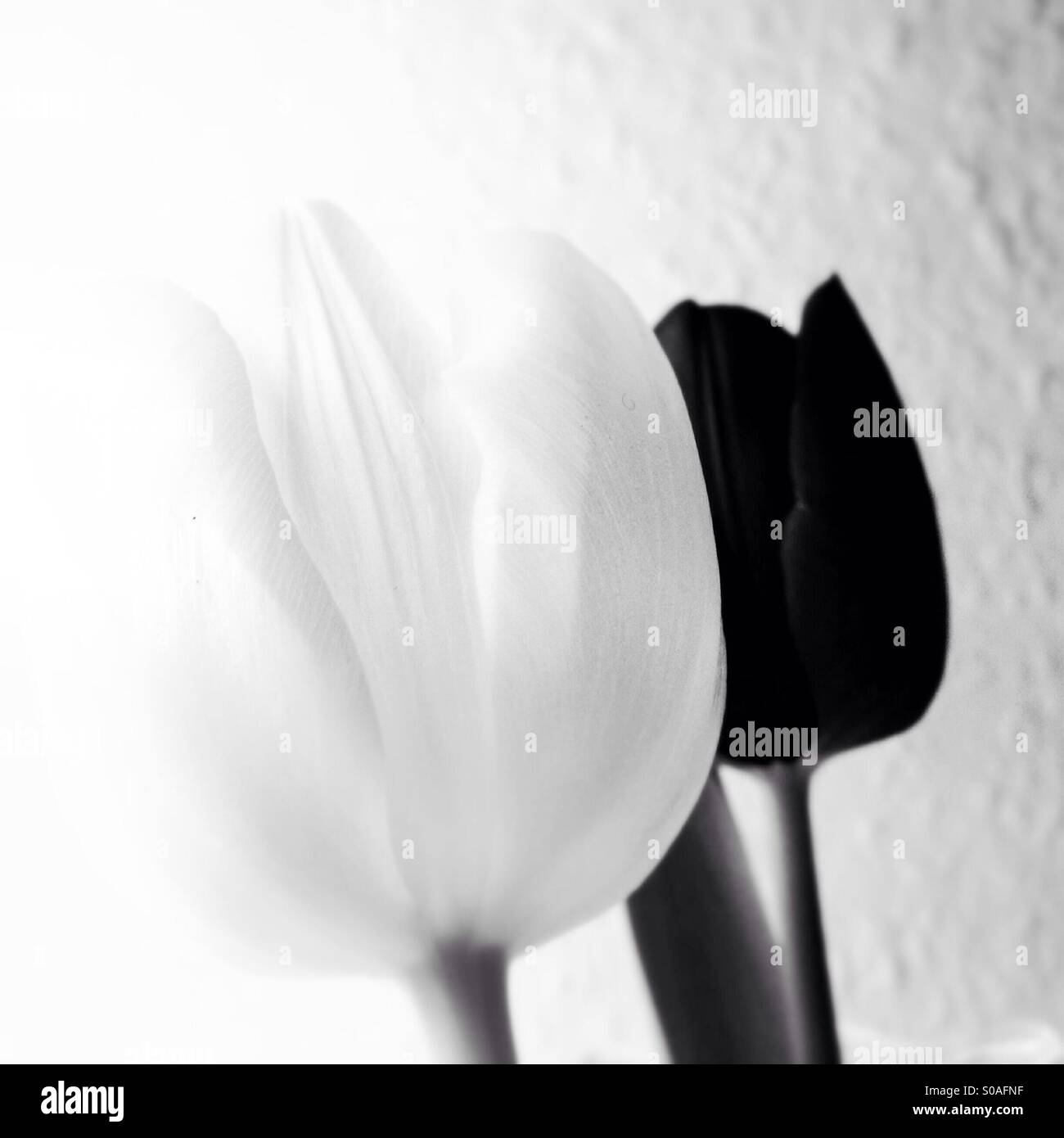 Il bianco e il nero i tulipani Foto Stock