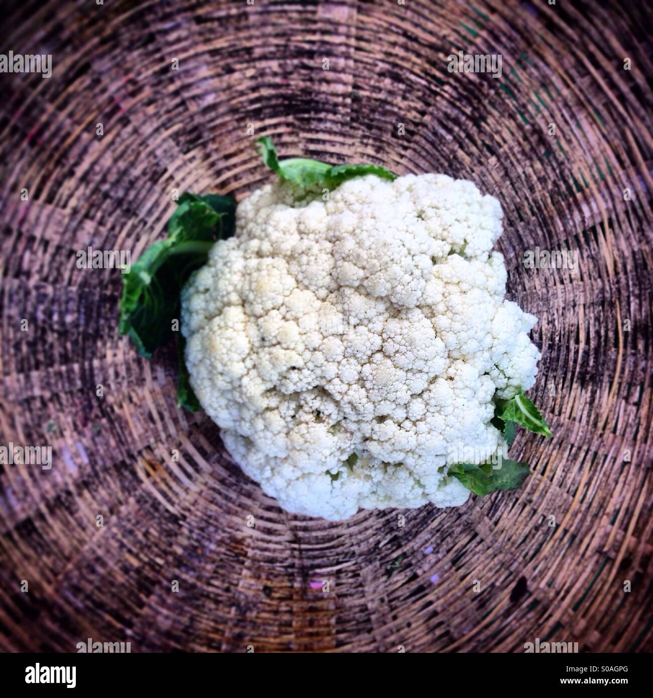 Coliflower in un cestello nella banca semi di agricoltore biologico Tomás Villanueva in Tepetlixpa, Stato del Messico, Messico. Sementi OGM minacciano di contaminare il nativo di varietà di mais in Messico. Foto Stock