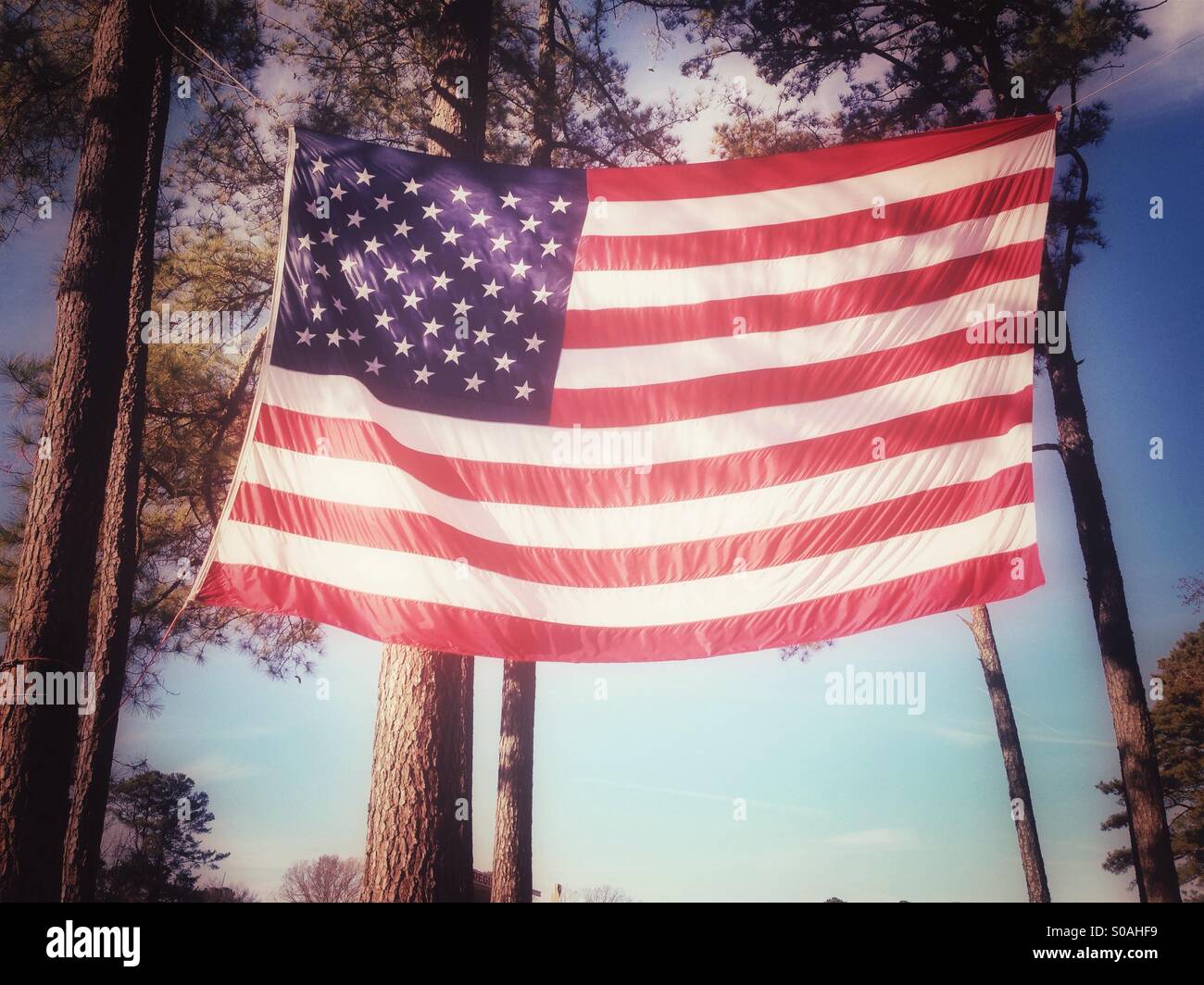 Una grande bandiera americana overhead legati ad alberi di pino Foto Stock