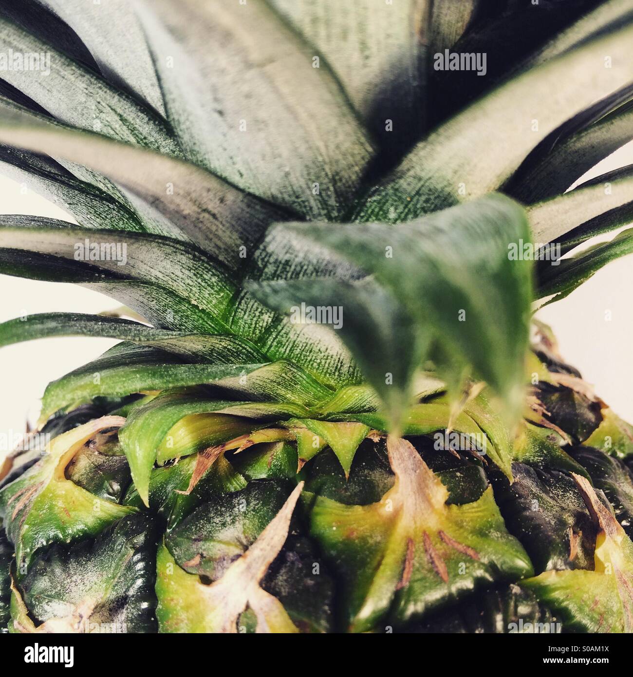 Ananas frutta close up dettaglio Foto Stock