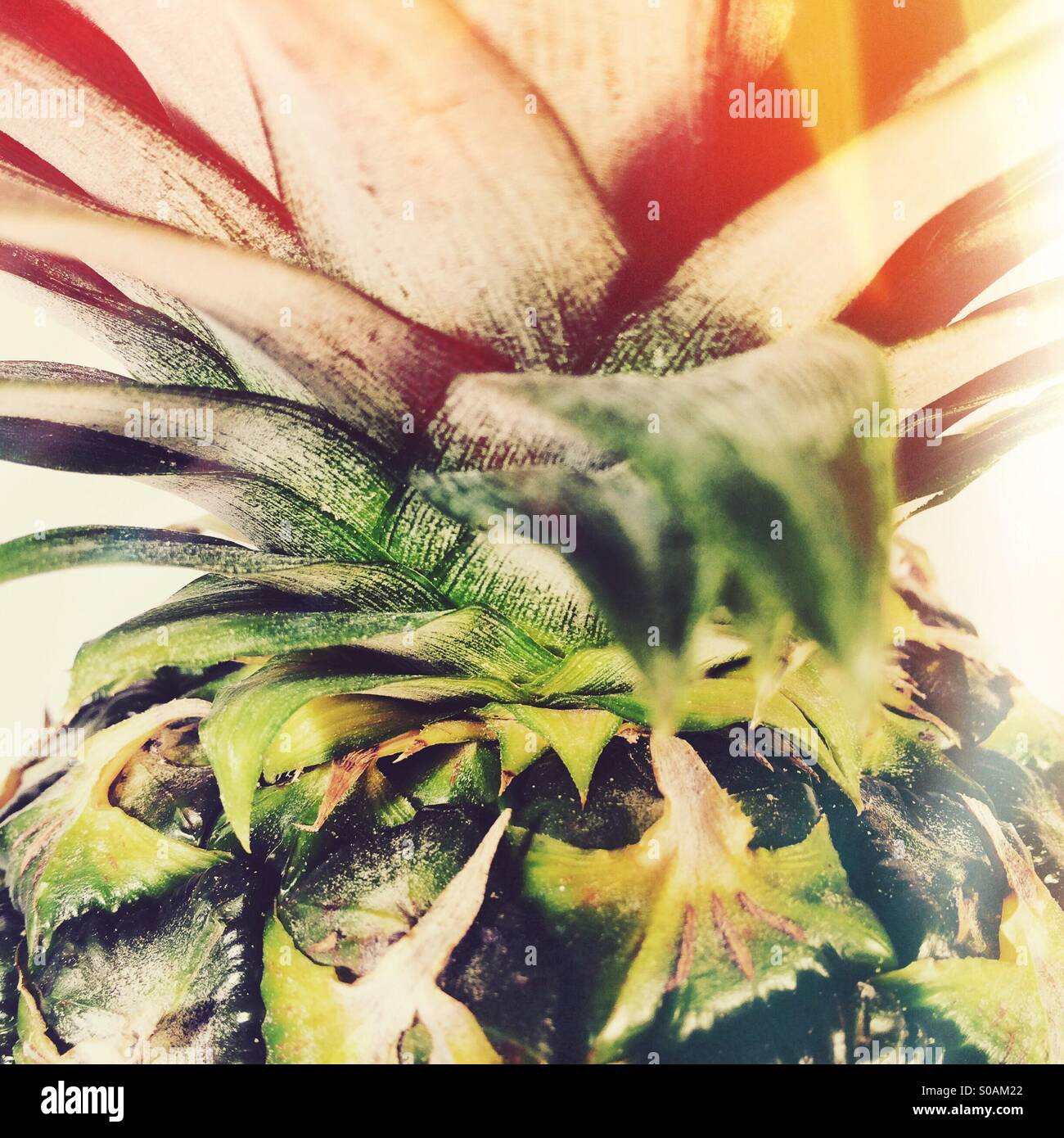 Dettaglio closeup di ananas frutta Foto Stock