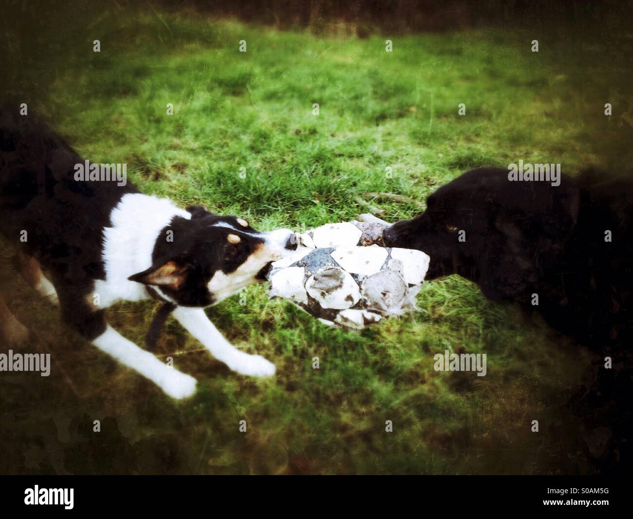 Due cani giocando rimorchiatore di guerra con un vecchio calcio - Immagine stock catturata con smartphone