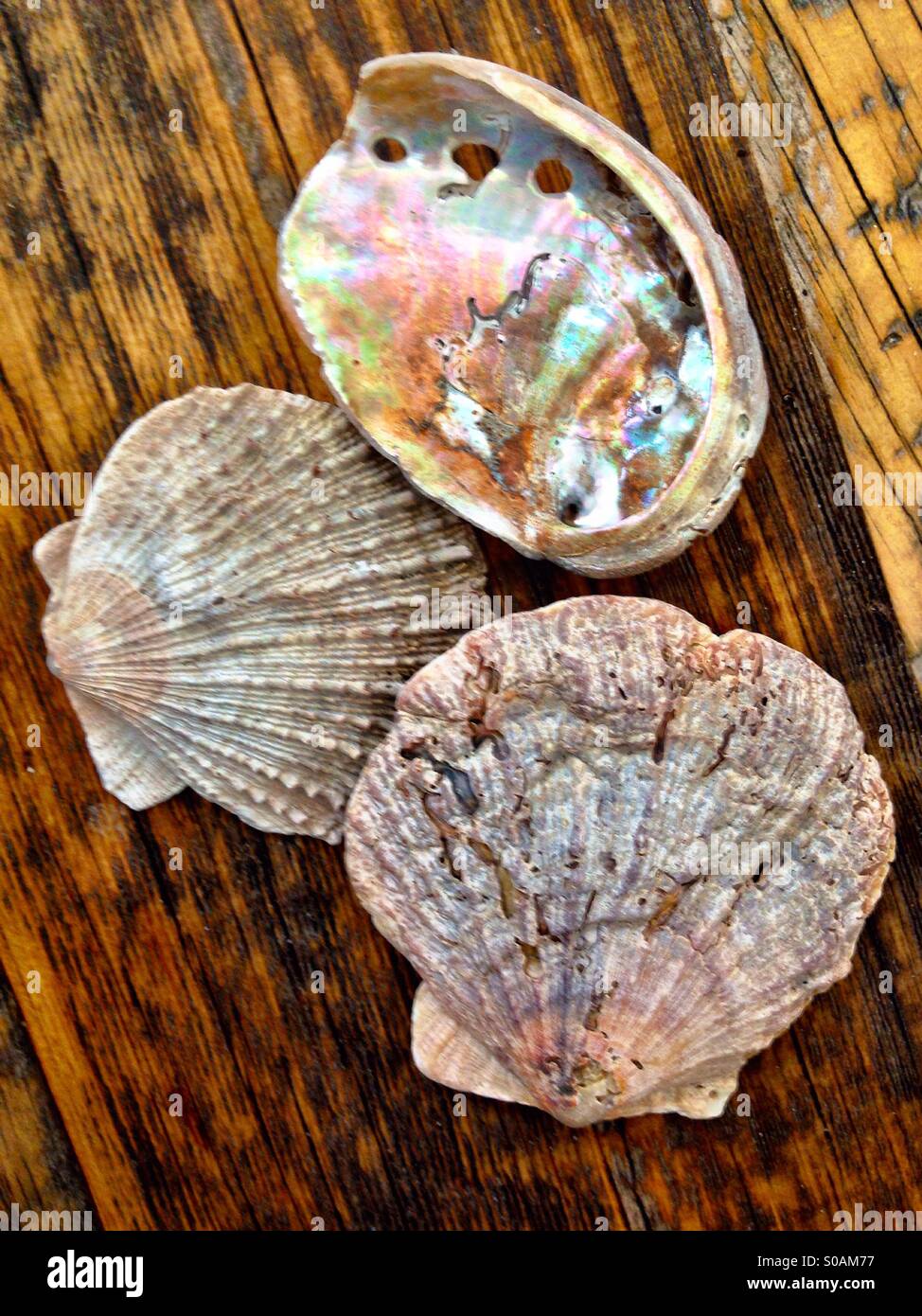 Beachcombing reperti - smerlo e abalone gusci Foto Stock