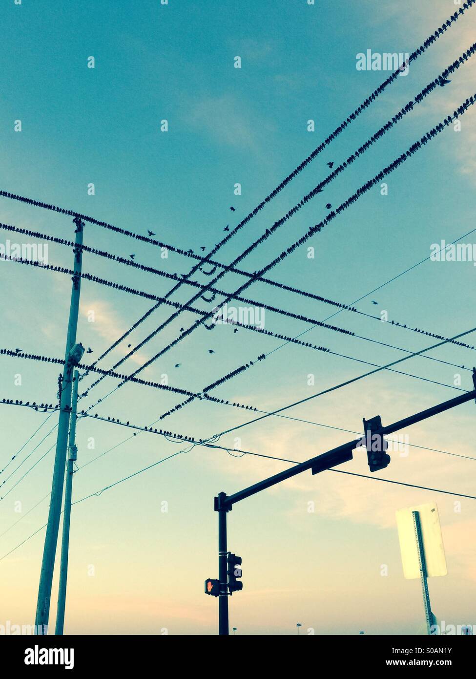 Migliaia di uccelli neri seduti sulle linee di alimentazione - Immagine stock catturata con smartphone