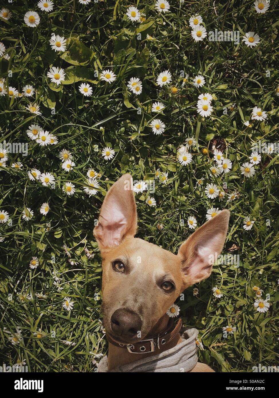 Il whippet cucciolo con grandi orecchie posa sull'erba tra margherite Foto Stock
