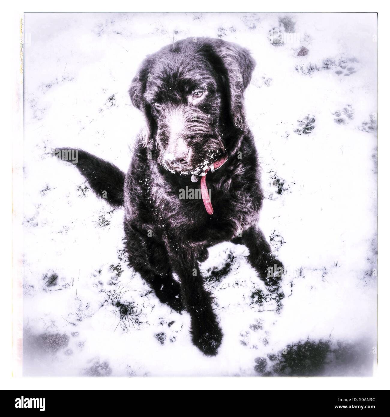 Labradoodle cucciolo di cane sulla neve - Immagine stock catturata con smartphone