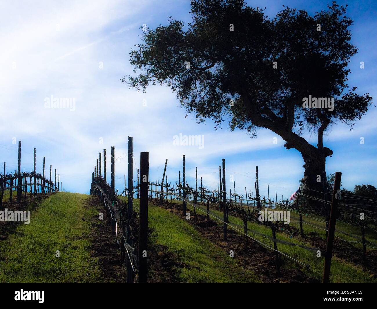 Vigneti in California costa centrale regione del vino di San Luis Obispo County - Immagine stock catturata con smartphone
