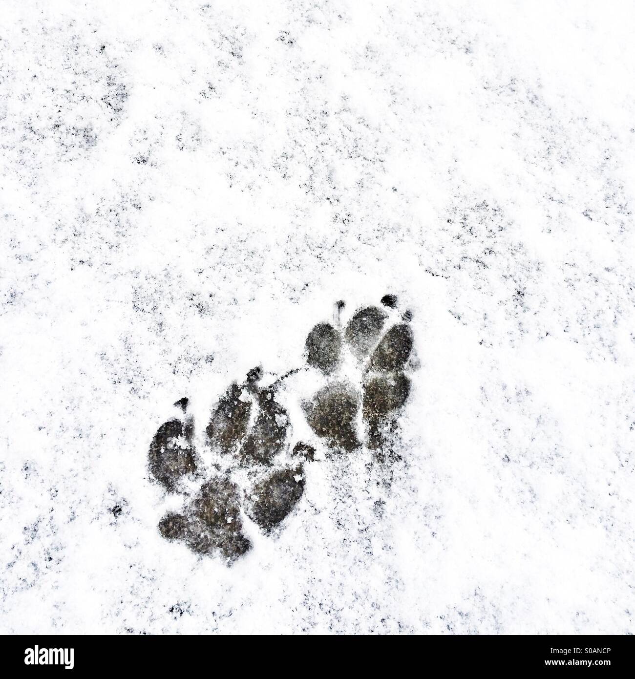 Zampa del cane Impronte sulla neve coperte suolo - Immagine stock catturata con smartphone