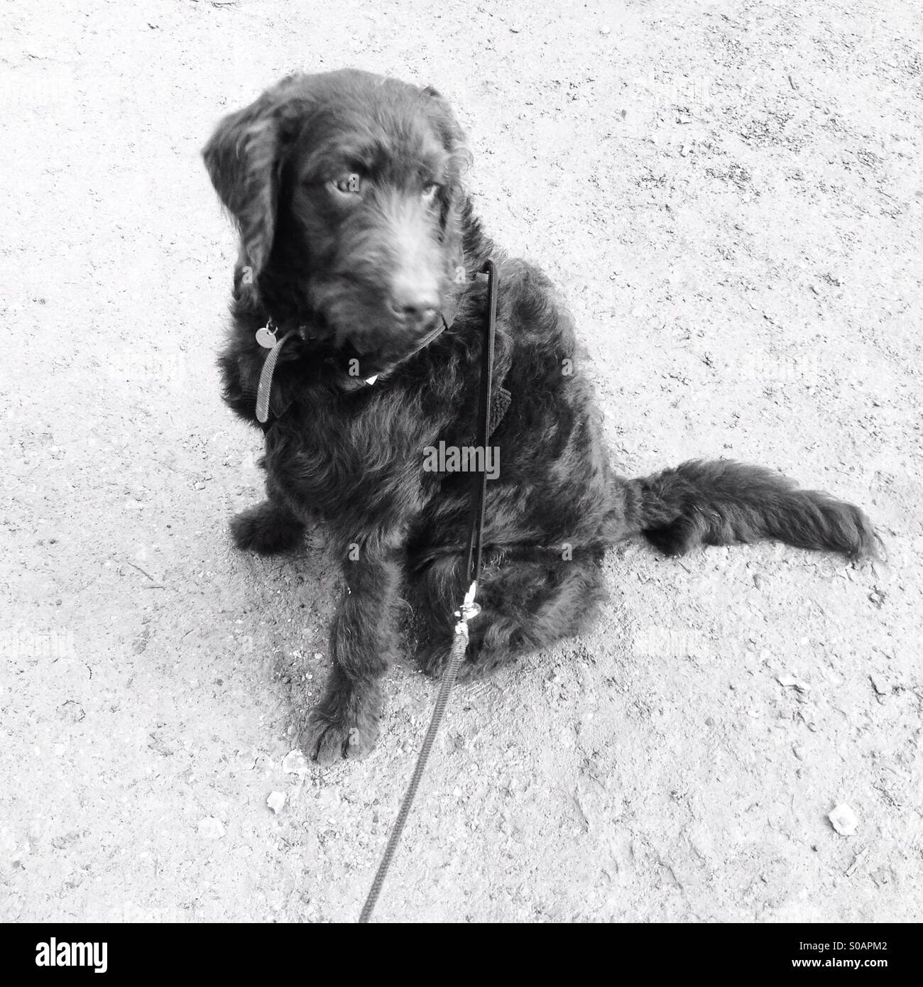 Labradoodle dog sitter verso il basso - Immagine stock catturata con smartphone
