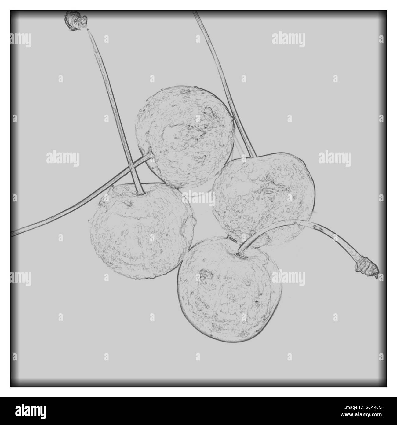 Bianco e nero semi trasparente schizzo a matita immagine di quattro ciliegie su uno sfondo semplice Foto Stock