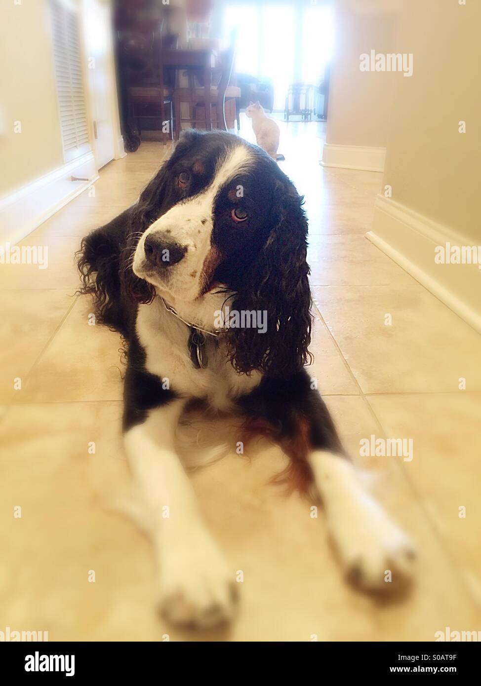 Springer spaniel - Immagine stock catturata con smartphone