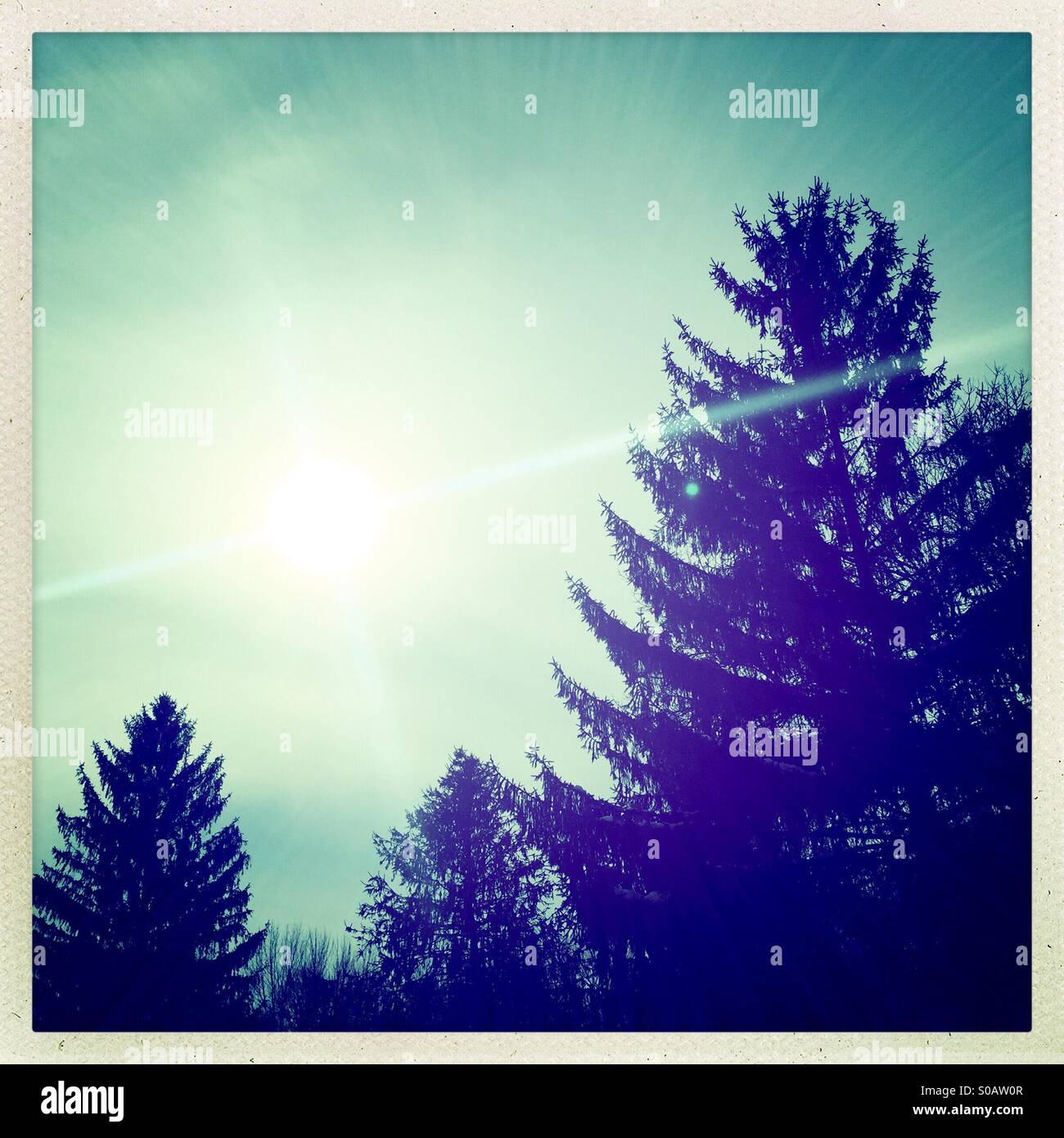 I raggi luminosi di sole e da alberi di pino in silhouette - Immagine stock catturata con smartphone