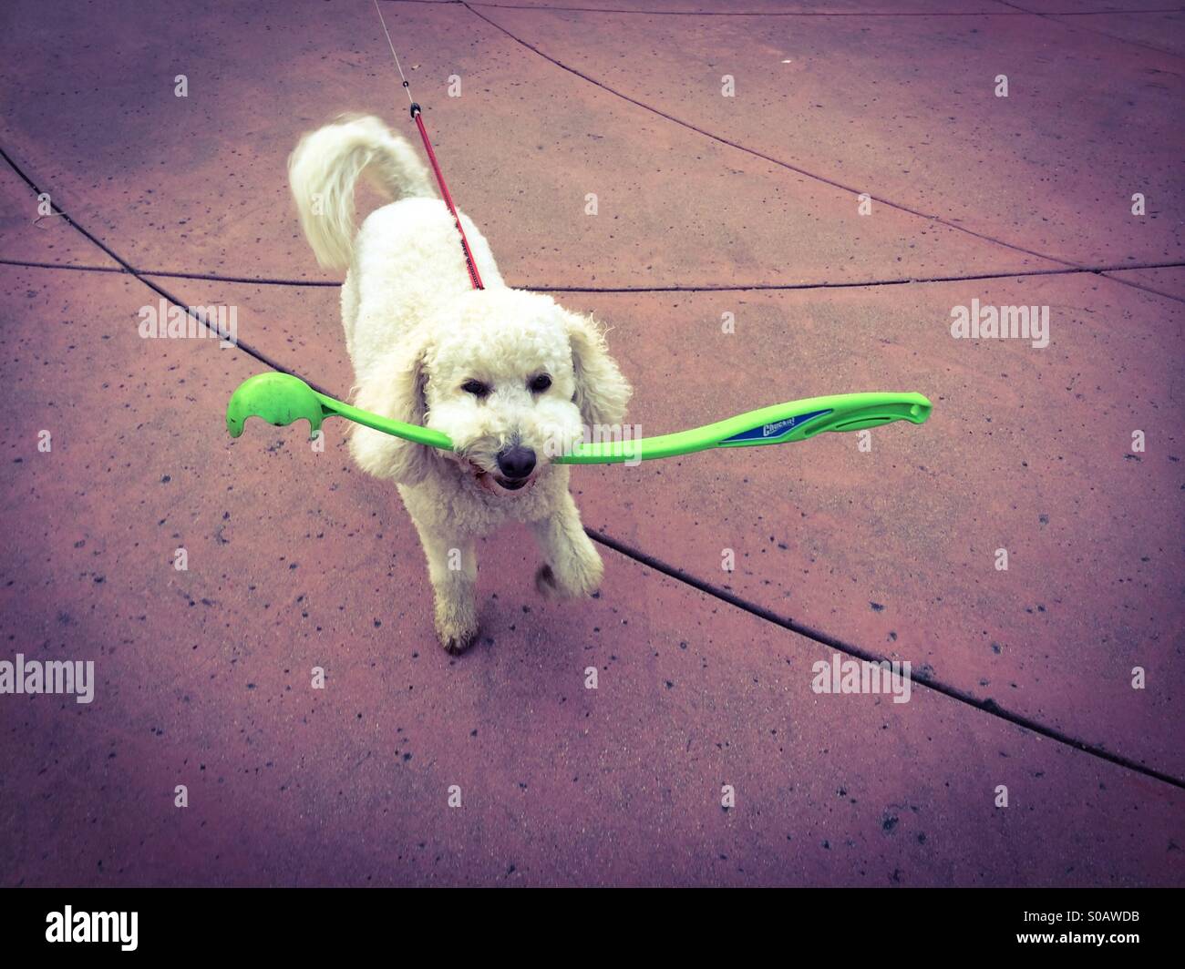 Un cane che porta una palla da tennis gettando stick in bocca - Immagine stock catturata con smartphone