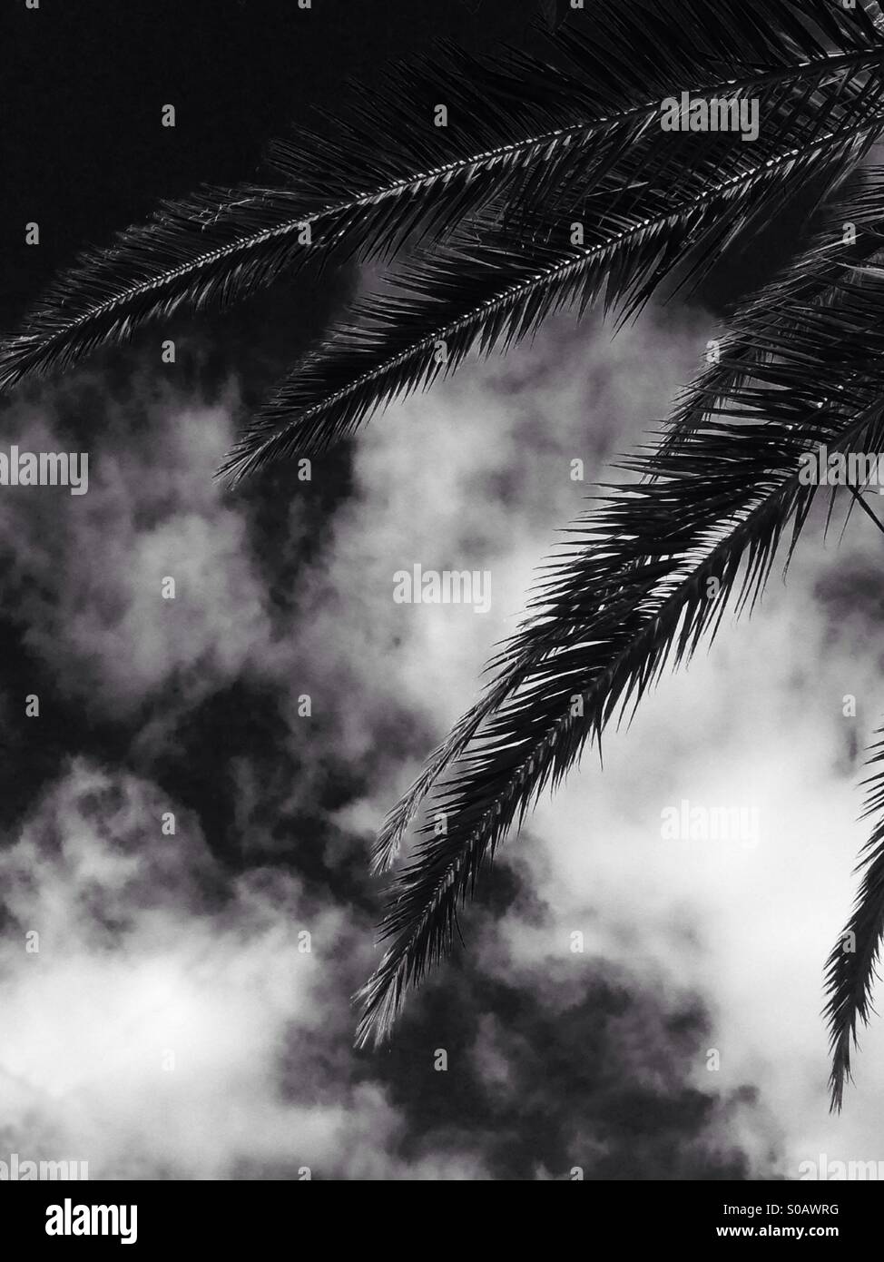 Palm Tree e sfondo con cielo nuvoloso in bianco e nero Foto Stock