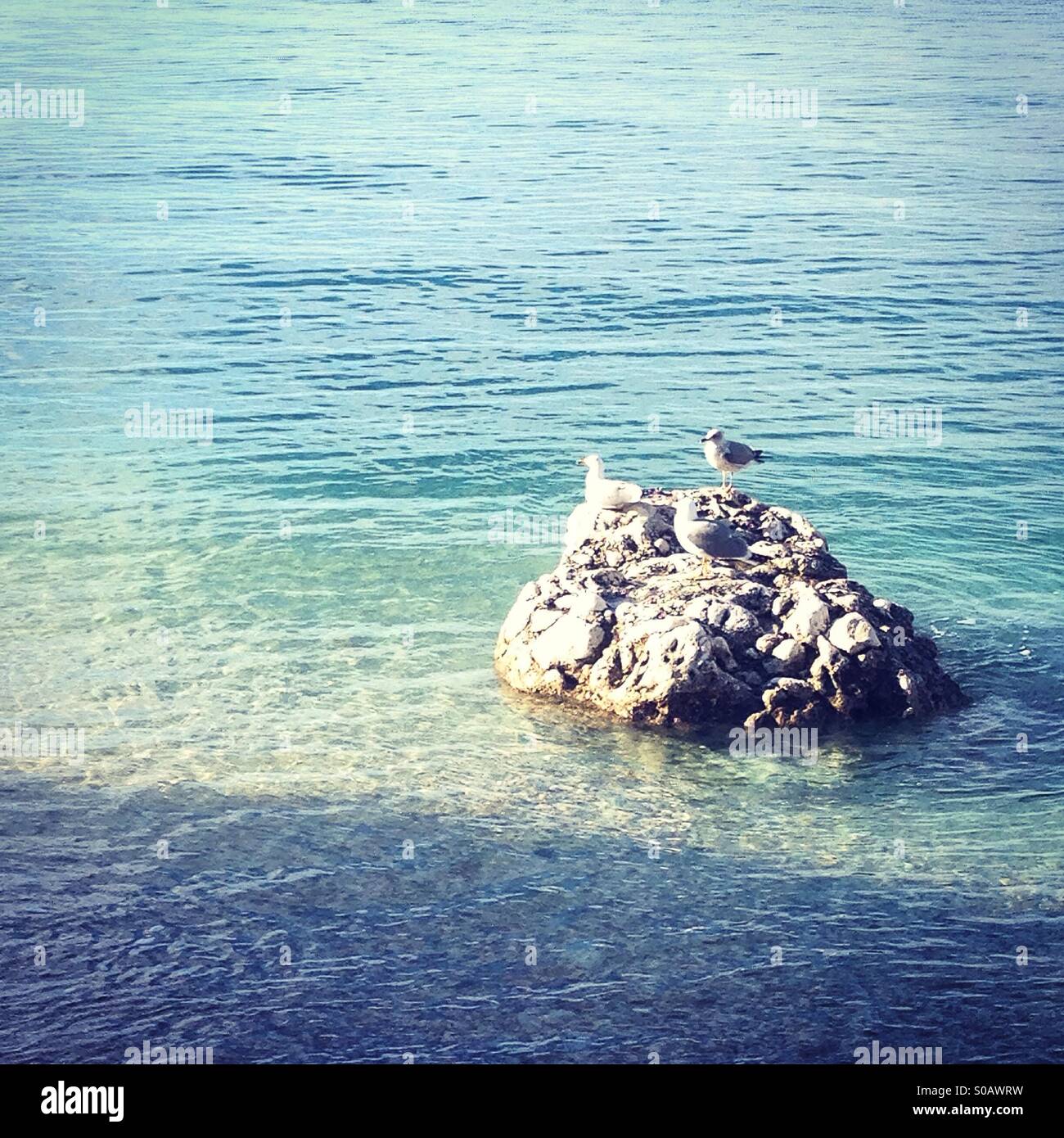Due gabbiani sulla roccia in mare Foto Stock