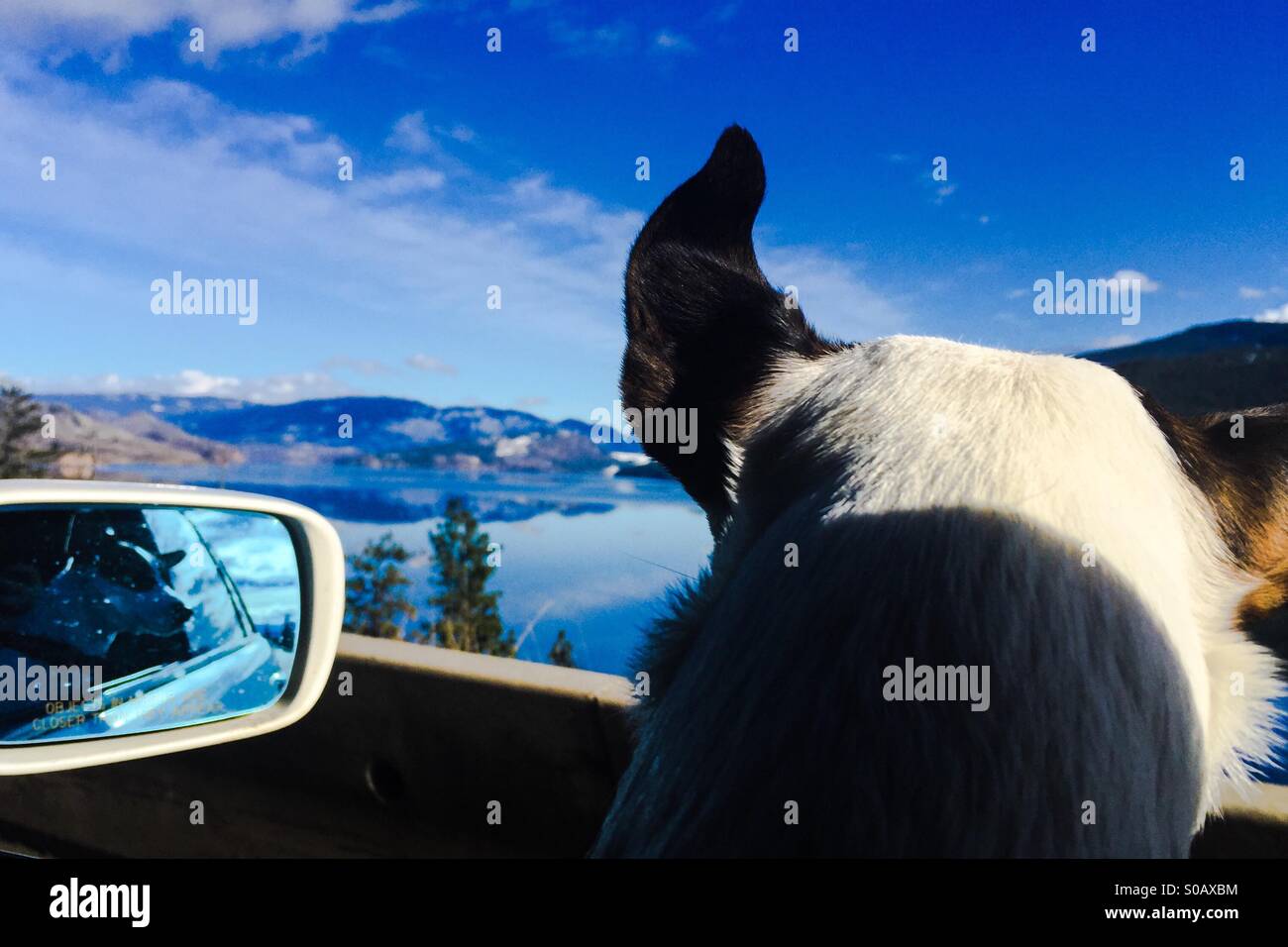 Viaggio su strada! Cane a guardare il panorama dal laminato nella finestra in basso di una vettura, la sua riflessione visibile nel lato specchietto. - Immagine stock catturata con smartphone