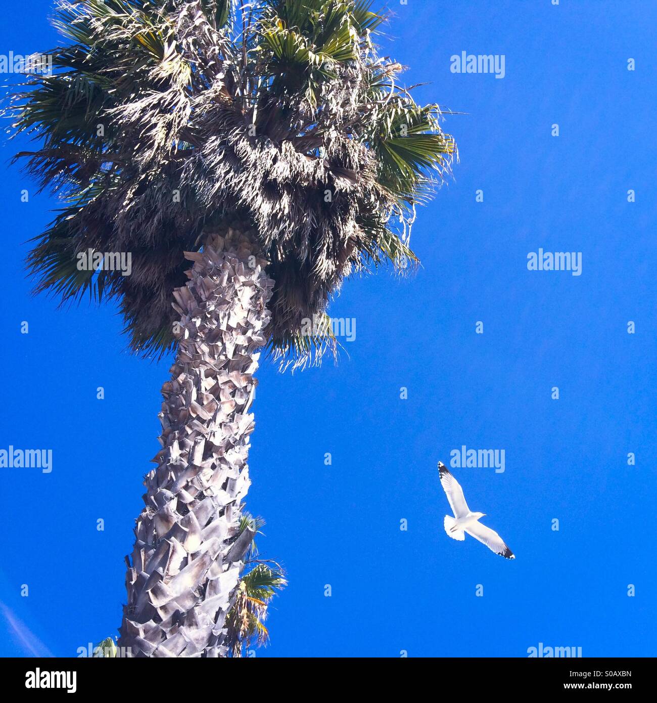 Un gabbiano vola da un albero di palma Foto Stock