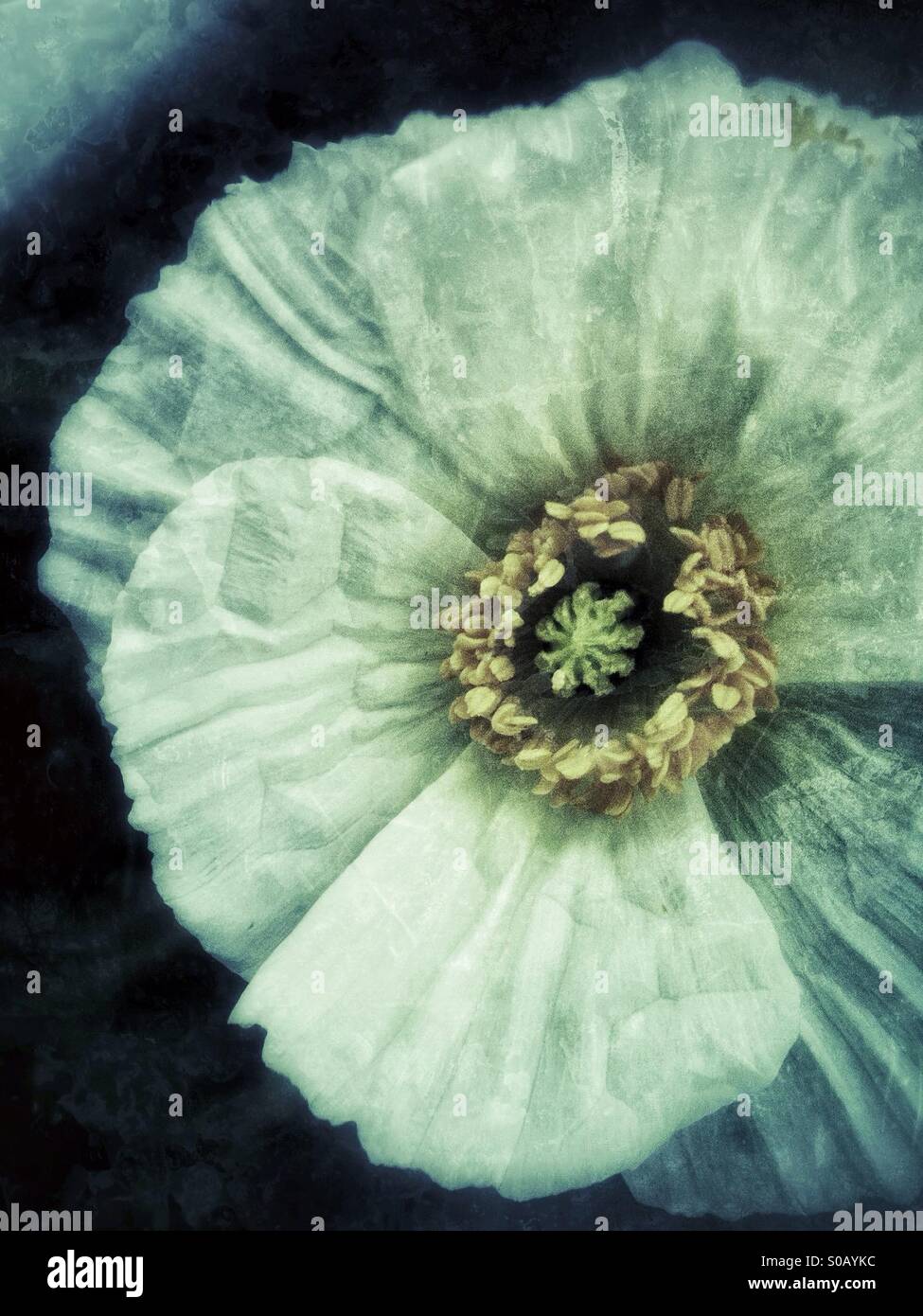 Primo piano del bianco fiore di papavero - Immagine stock catturata con smartphone