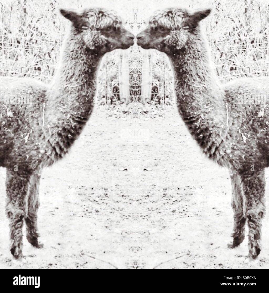 Alpaca di baciare Foto Stock