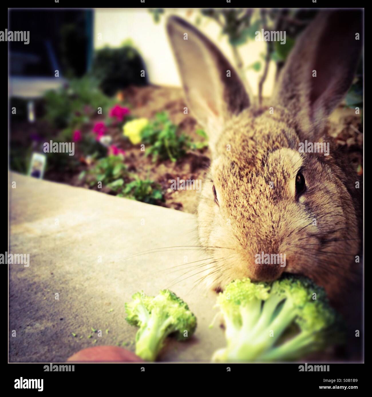 Una mano alimentata coniglio mangia i broccoli. - Immagine stock catturata con smartphone