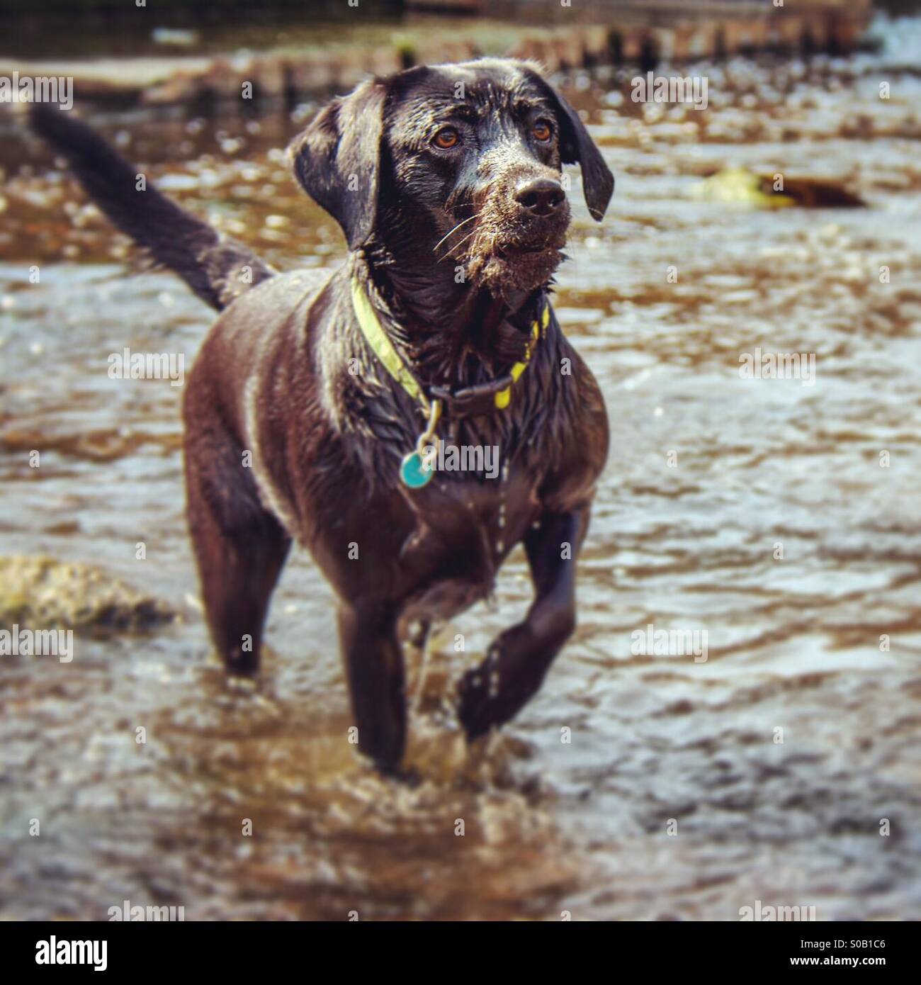 Il Labrador nero in piedi nel fiume - Immagine stock catturata con smartphone