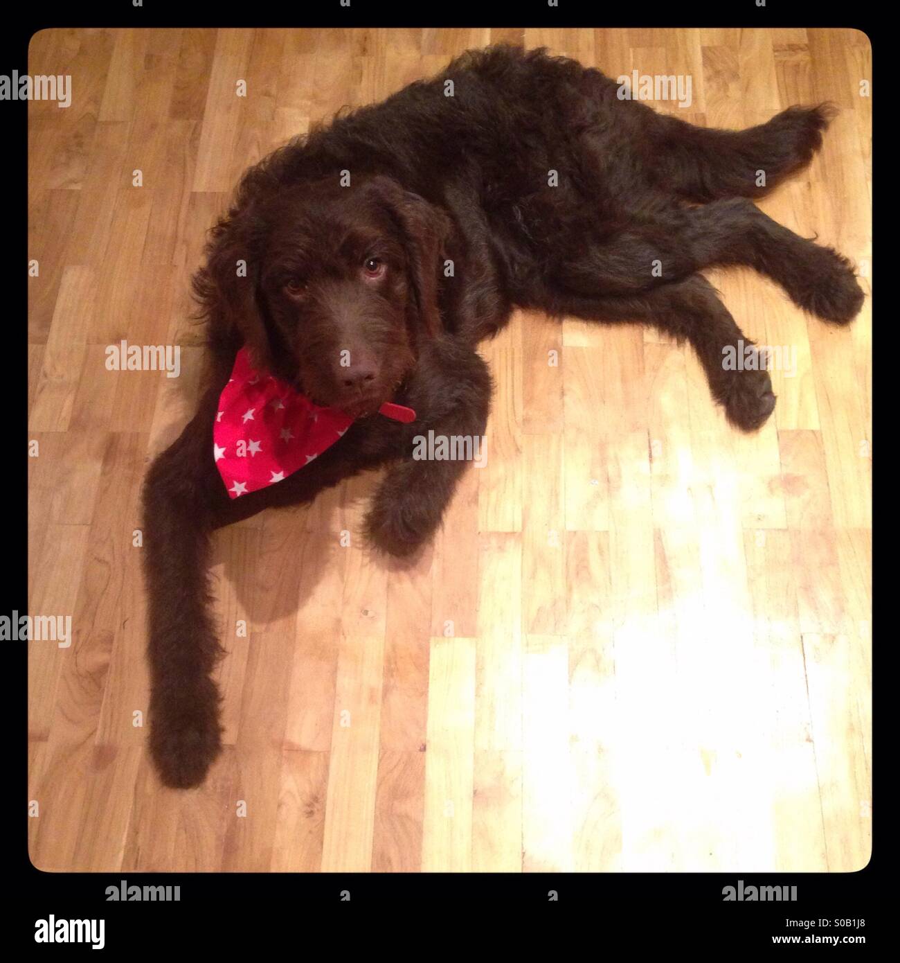 Marrone cioccolato labradoodle cucciolo di cane - Immagine stock catturata con smartphone