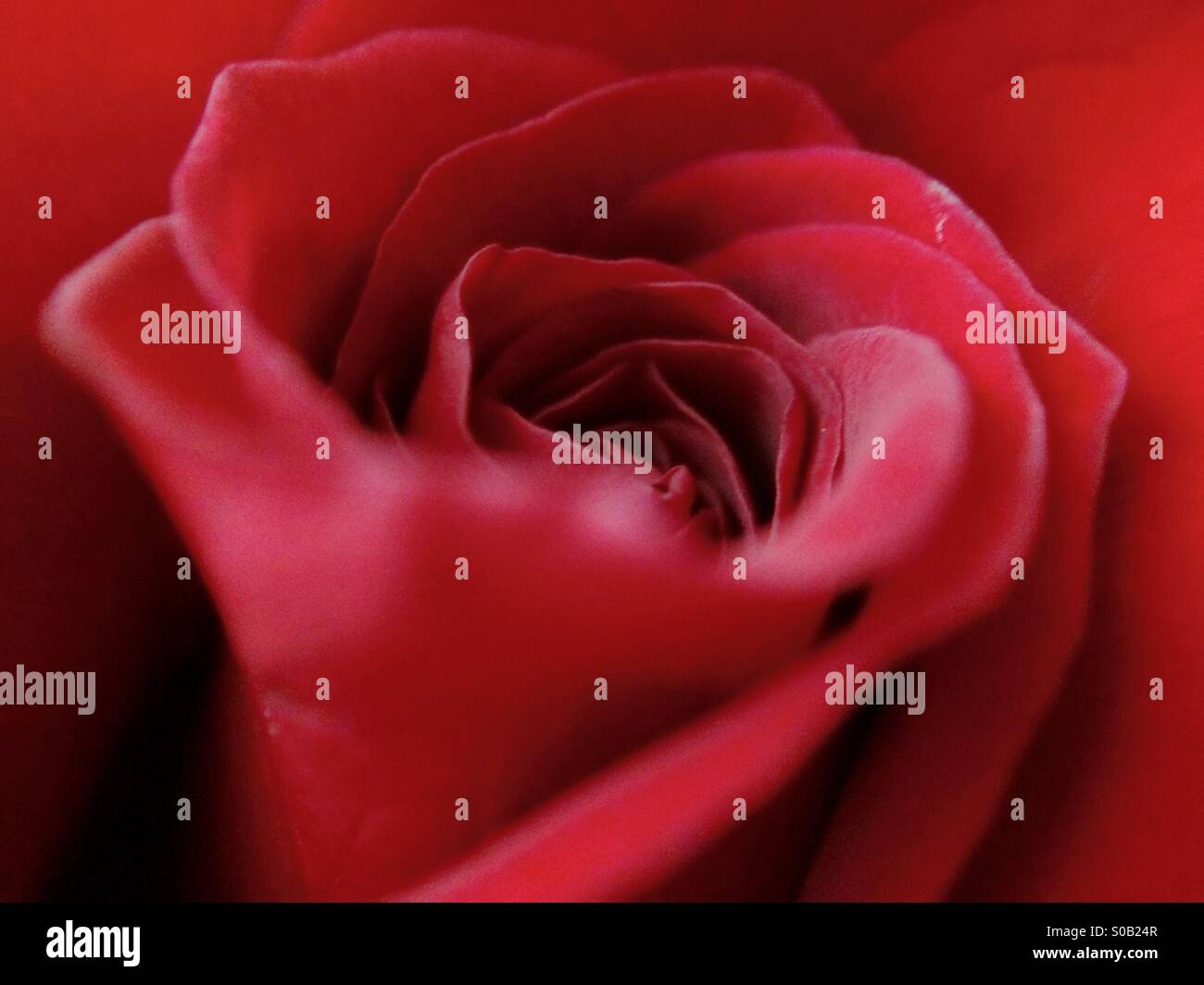 Il giorno di San Valentino Red Rose, da vicino Foto Stock