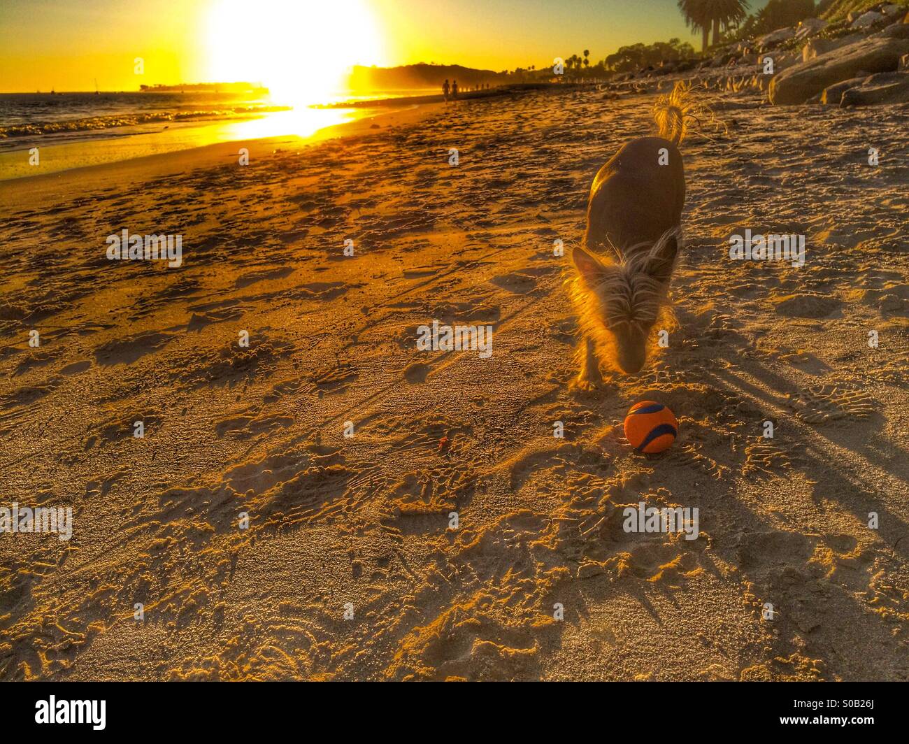 Il cinese Crested cane vuole giocare fetch sulla spiaggia al tramonto - Immagine stock catturata con smartphone